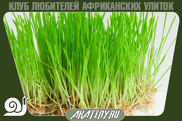 zelenii-kovrik-6-8912490