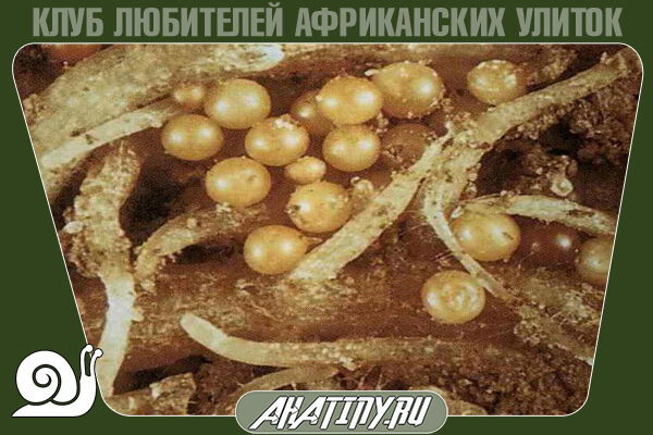 glisti-v-terrariume-s-ulitkoj-achatin-2340594