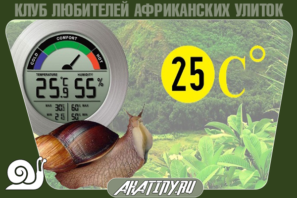 temperatura-soderzaniya-ulitok-achatin-3772518