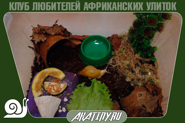 terrarium-dlya-ulitki-achatin-konteiner-6049880