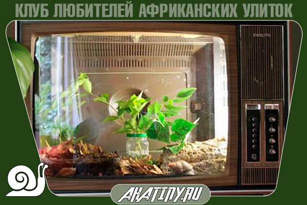 terrarium-dlya-ulitki-achatin-svoimi-rukami-2371010
