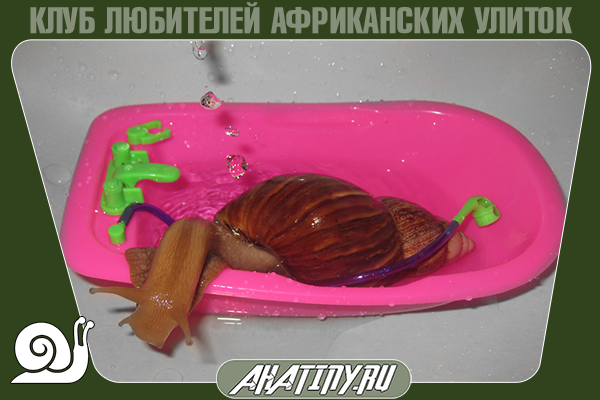 kupanie-ulitki-3-8856327